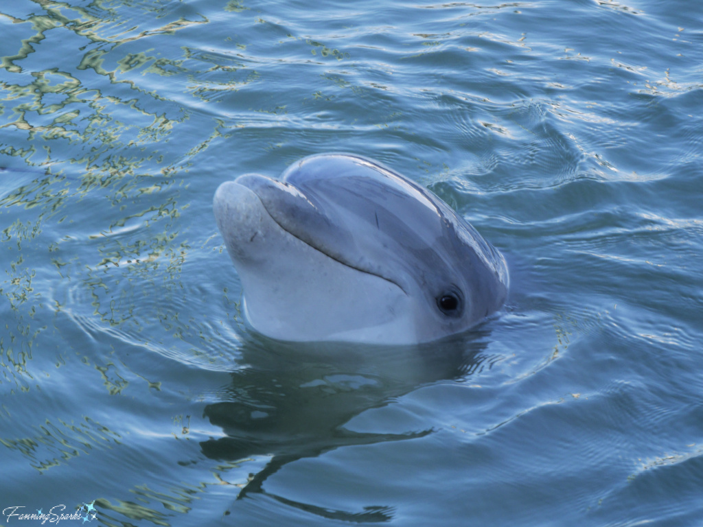 Wild Bottlenose Dolphin Head Above Water 229   @FanningSparks