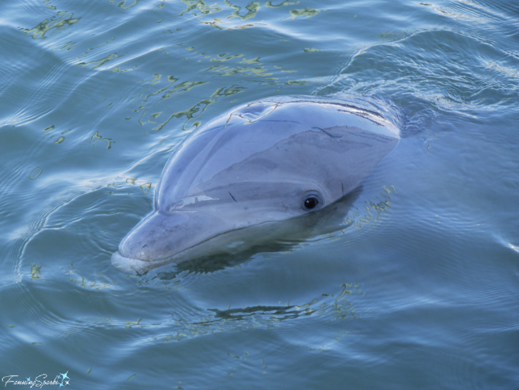 Wild Bottlenose Dolphin Head Above Water 431   @FanningSparks