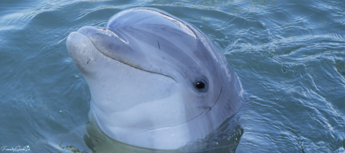In Search Of Wild Bottlenose Dolphins – FanningSparks