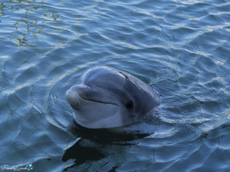 In Search Of Wild Bottlenose Dolphins – FanningSparks