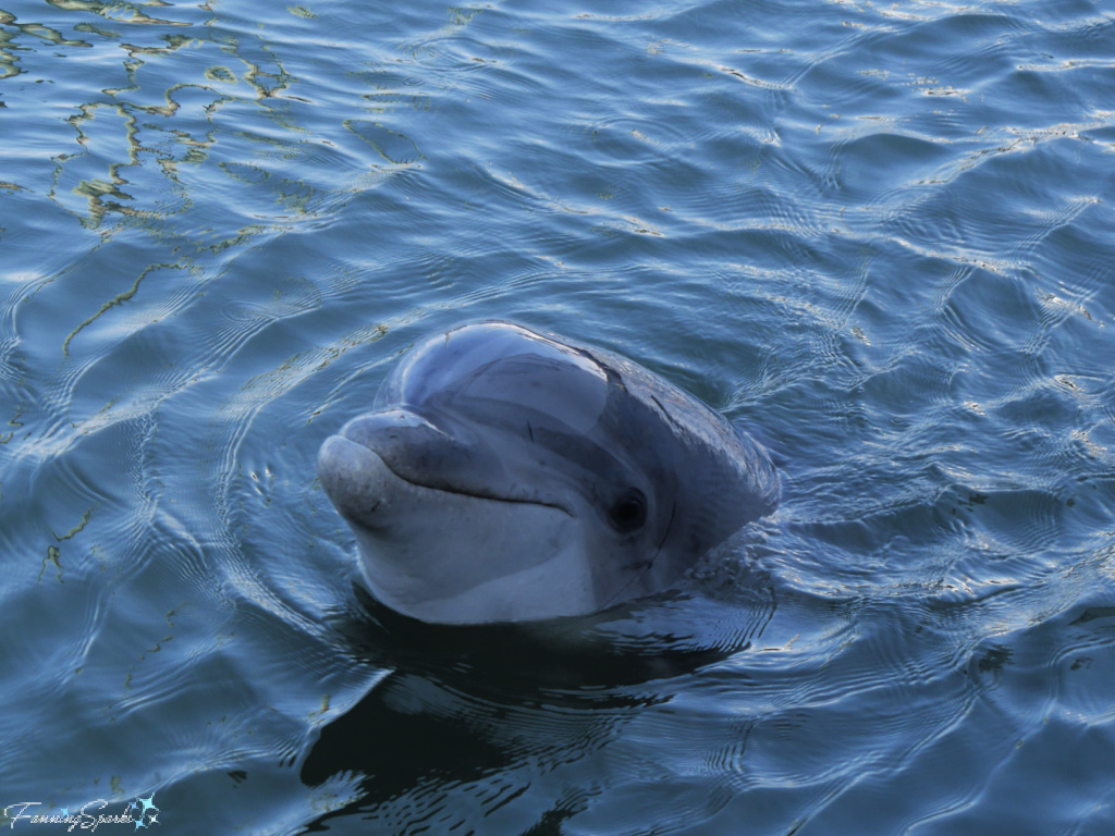 Wild Bottlenose Dolphin Looking at Us 825   @FanningSparks