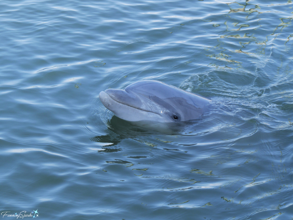 Wild Bottlenose Dolphin Looks at Tour Boat 522   @FanningSparks