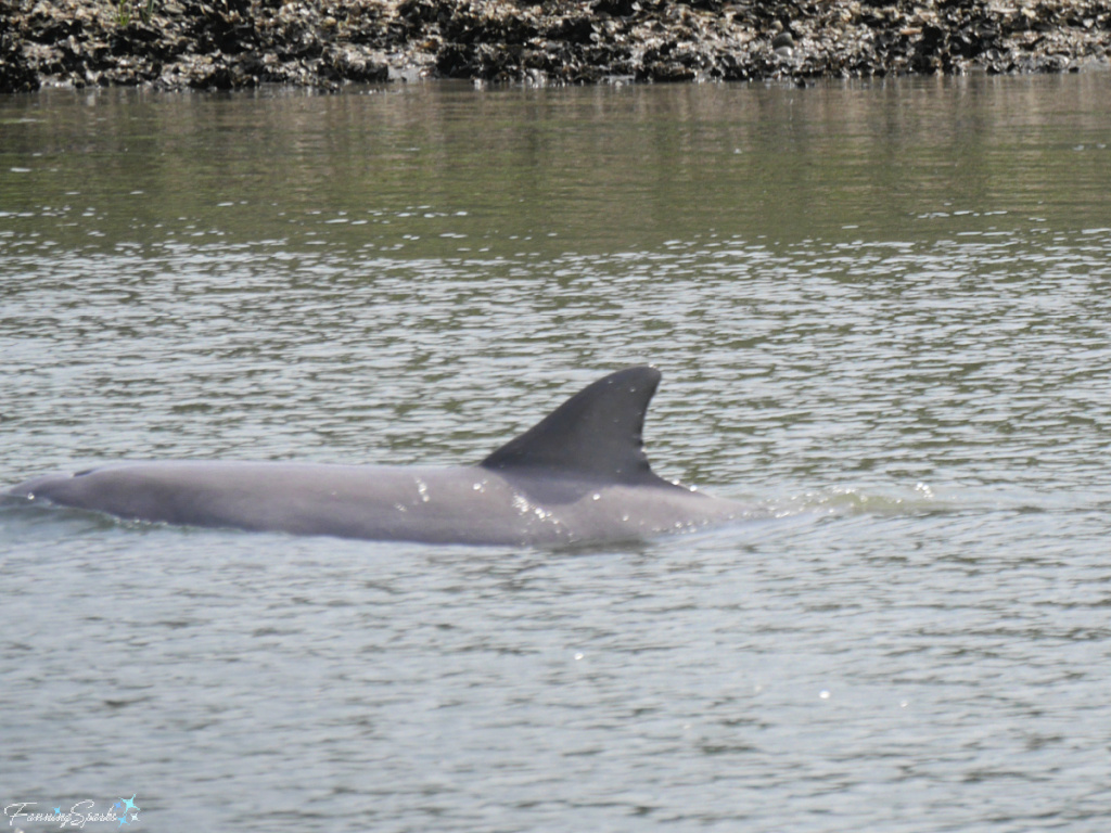 Wild Bottlenose Dolphin Swimming Along Shore 208   @FanningSparks