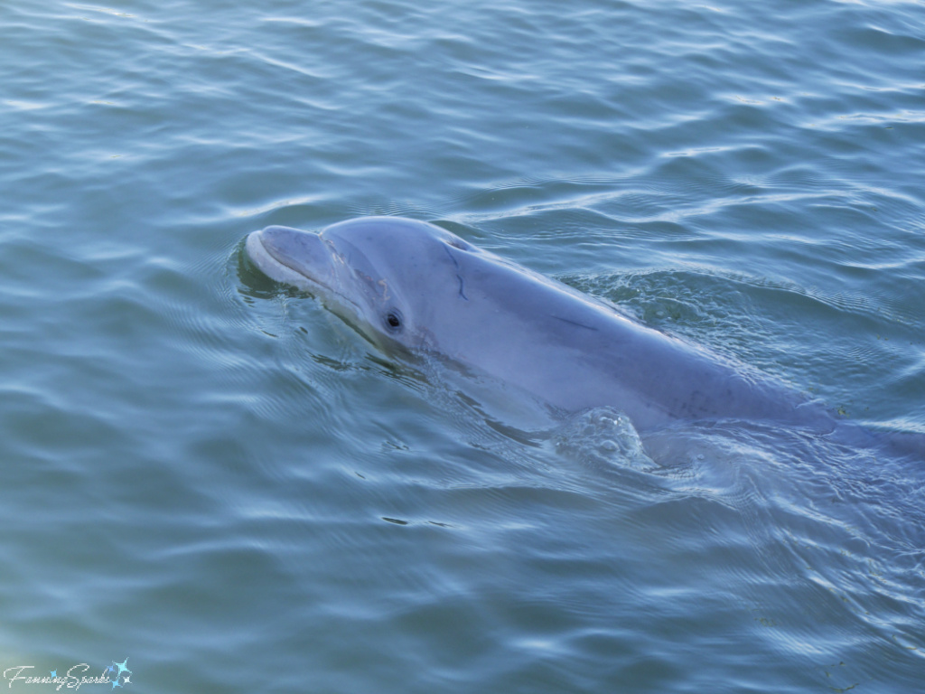 Wild Bottlenose Dolphin Swimming Away 623   @FanningSparks