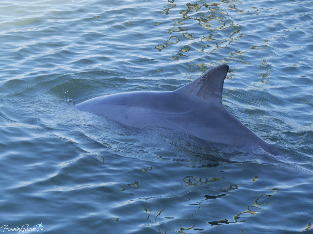 Wild Bottlenose Dolphin Swimming Beside Tour Boat 320   @FanningSparks