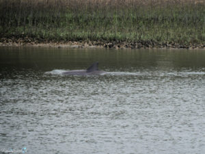 In Search Of Wild Bottlenose Dolphins – FanningSparks