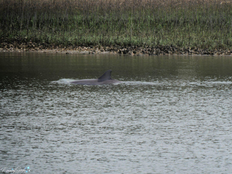 In Search Of Wild Bottlenose Dolphins – FanningSparks