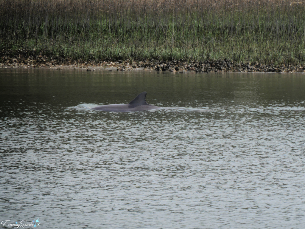 Wild Bottlenose Dolphin Swimming in Distance 107   @FanningSparks