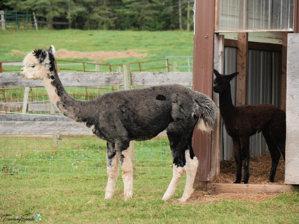 Alpaca Mother and Cria Walking Left From Shed @FanningSparks