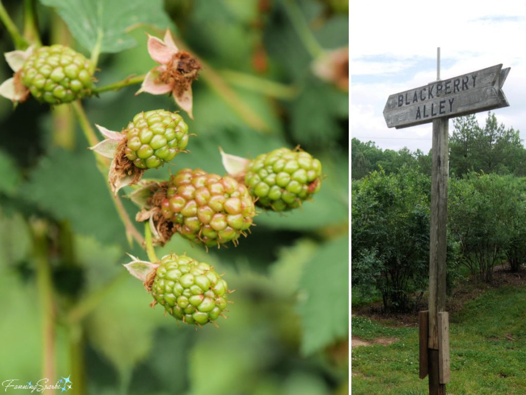 Blackberry Alley Sign and Blackberries at The Happy Berry   @FanningSparks