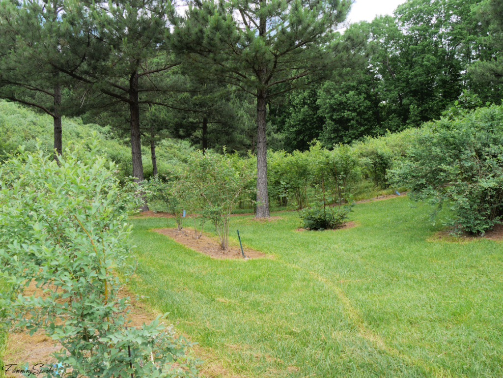 Blueberries on Hillsides at The Happy Berry   @FanningSparks