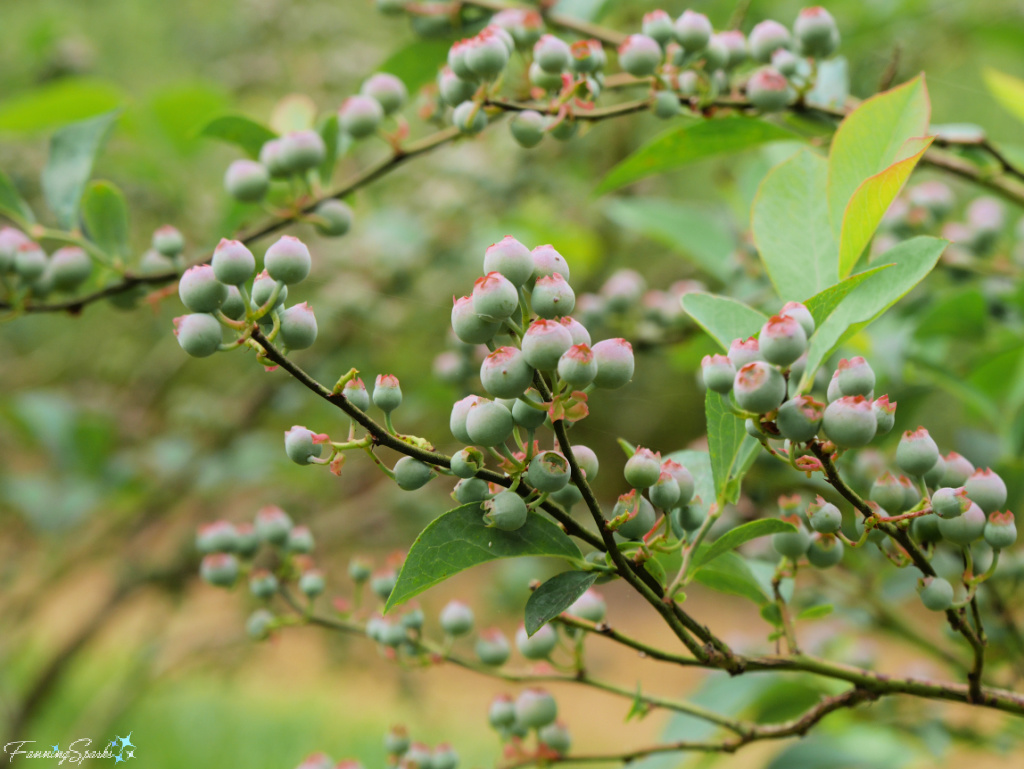 Blueberry Fruits Ripening at The Happy Berry   @FanningSparks