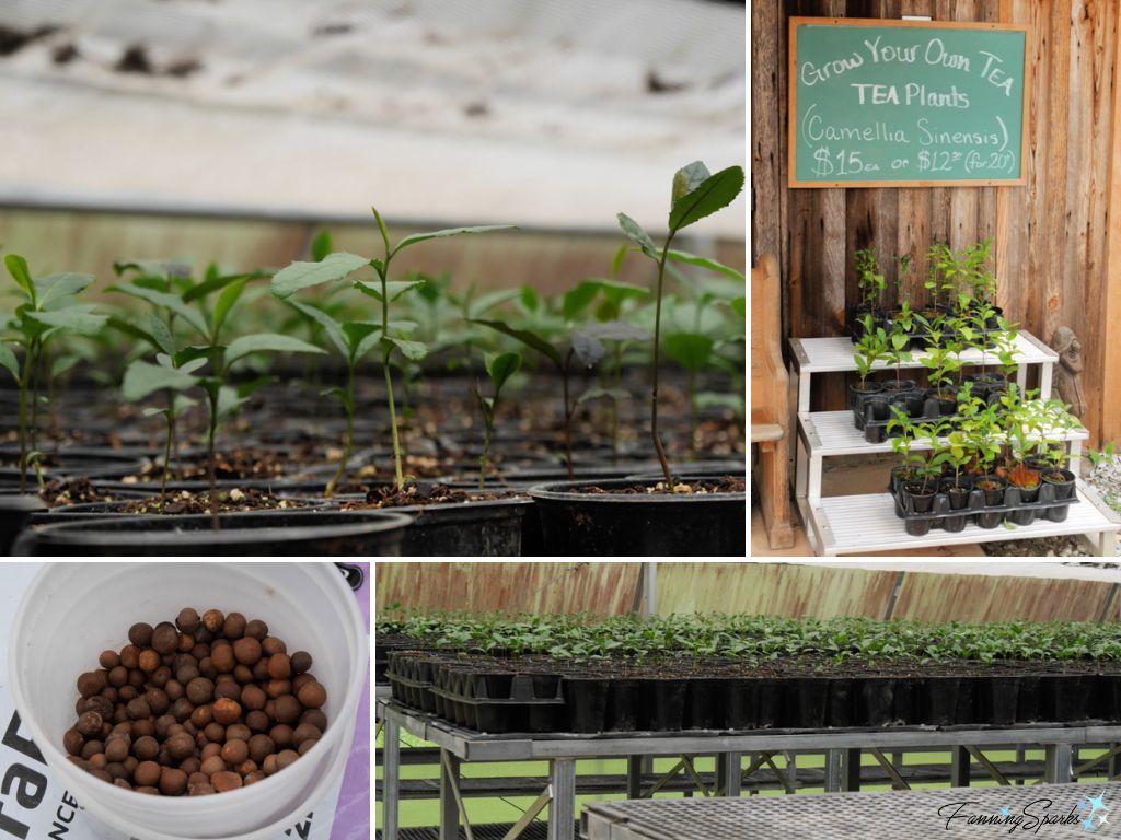 Camellia Sinensis Seeds and Seedlings   @FanningSparks