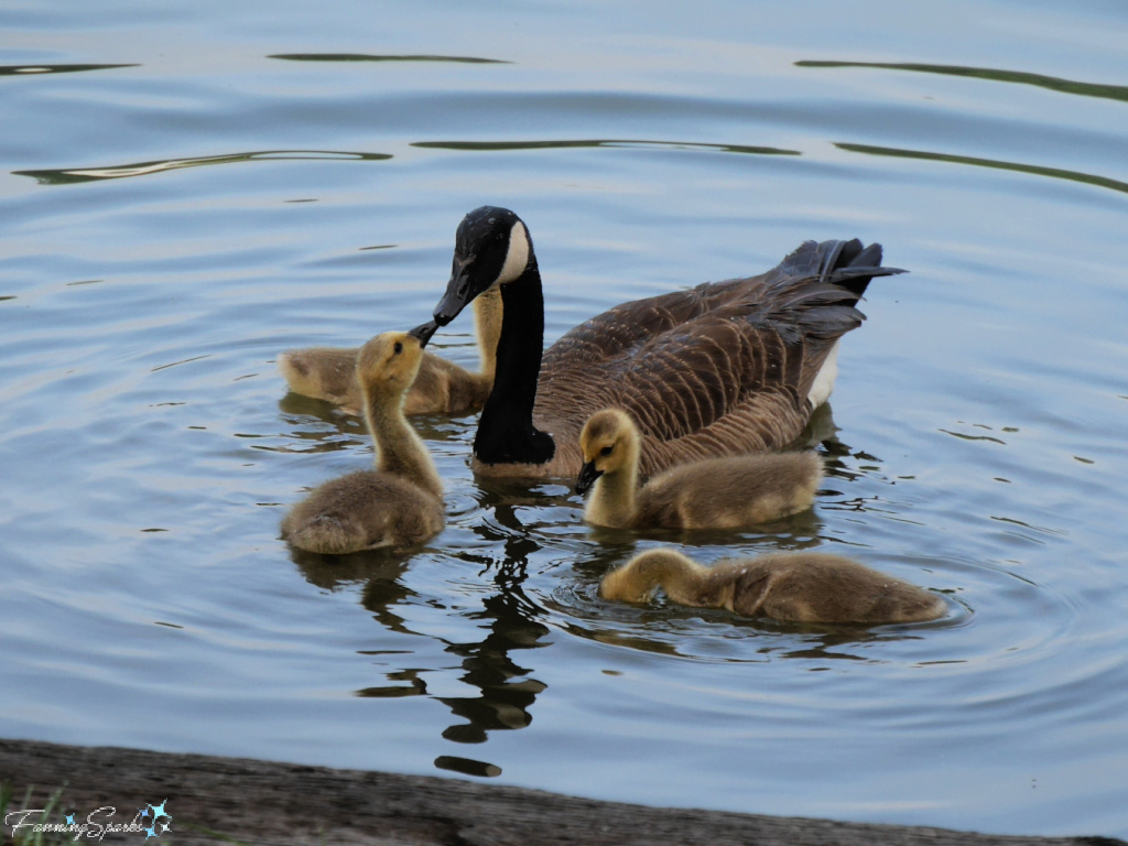 Canada Goose Mother with Four Goslings   @FanningSparks