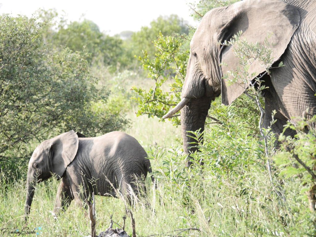 Elephant Mother and Calf Walking to Left Closeup   @FanningSparks