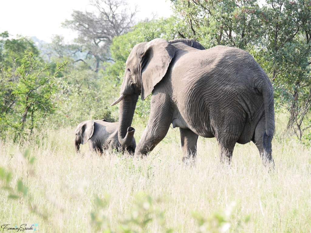 Elephant Mother and Calf Walking to Left   @FanningSparks