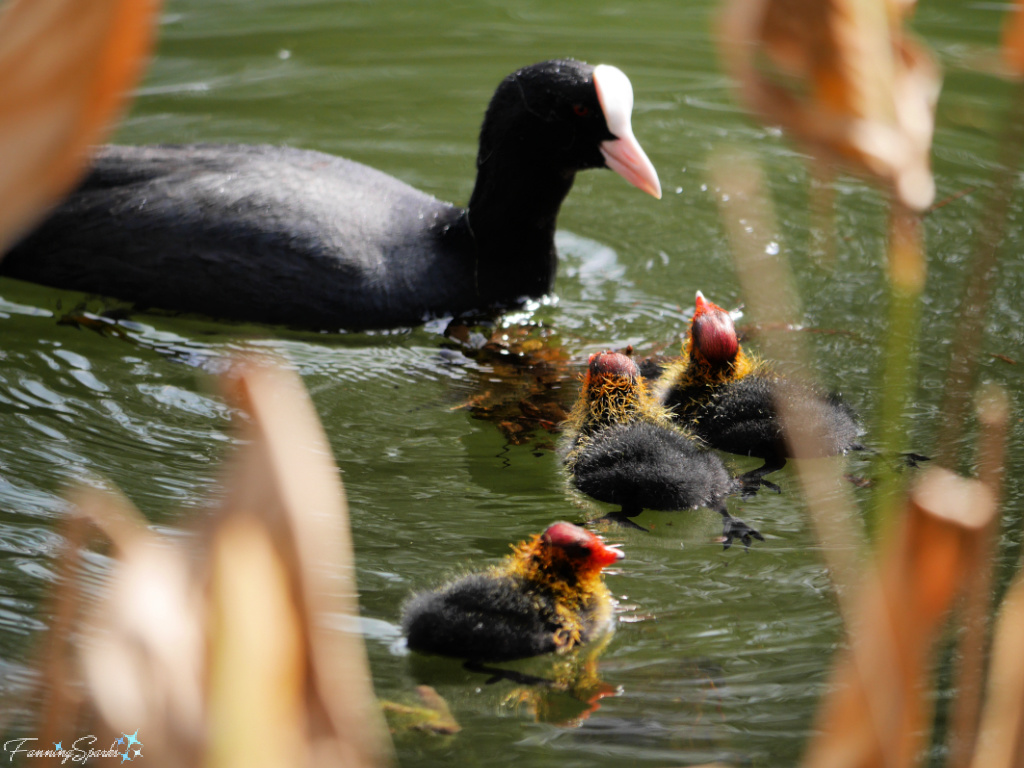 Eurasian Coot Mother Facing 3 Chicks   @FanningSparks