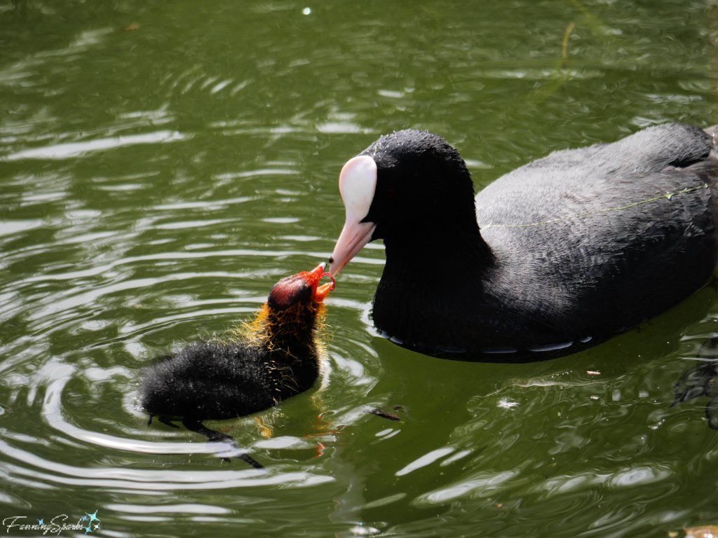 Eurasian Coot Mother Passes Food to Chick   @FanningSparks