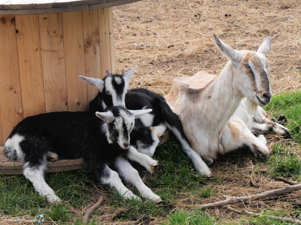 Father Mother and Kid Goat Family   @FanningSparks