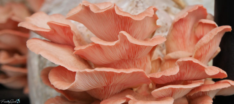 Flamingo Oyster Mushroom at Mushroom Mountain @FanningSparks