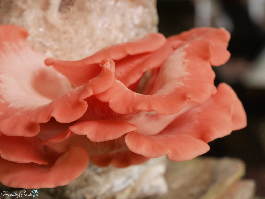 Flamingo Oyster Mushroom at Mushroom Mountain   @FanningSparks