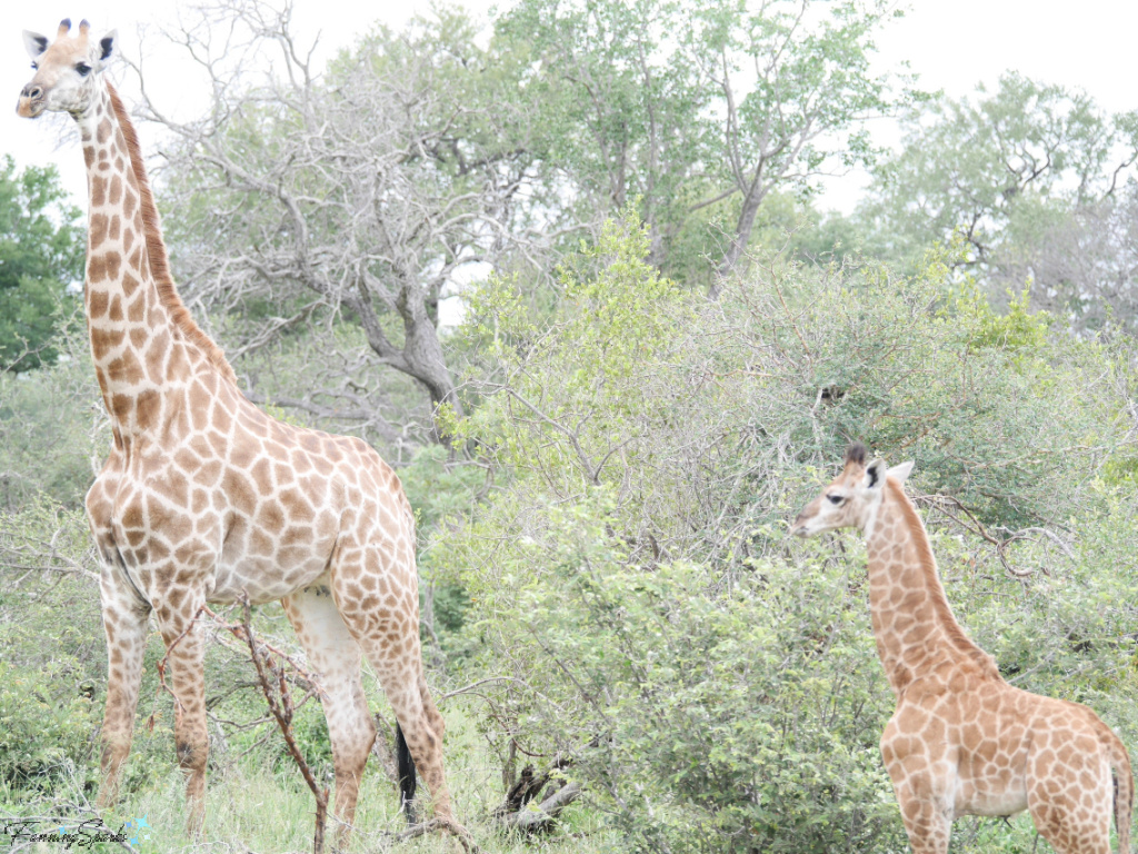 Giraffe Mother and Calf Facing Left   @FanningSparks