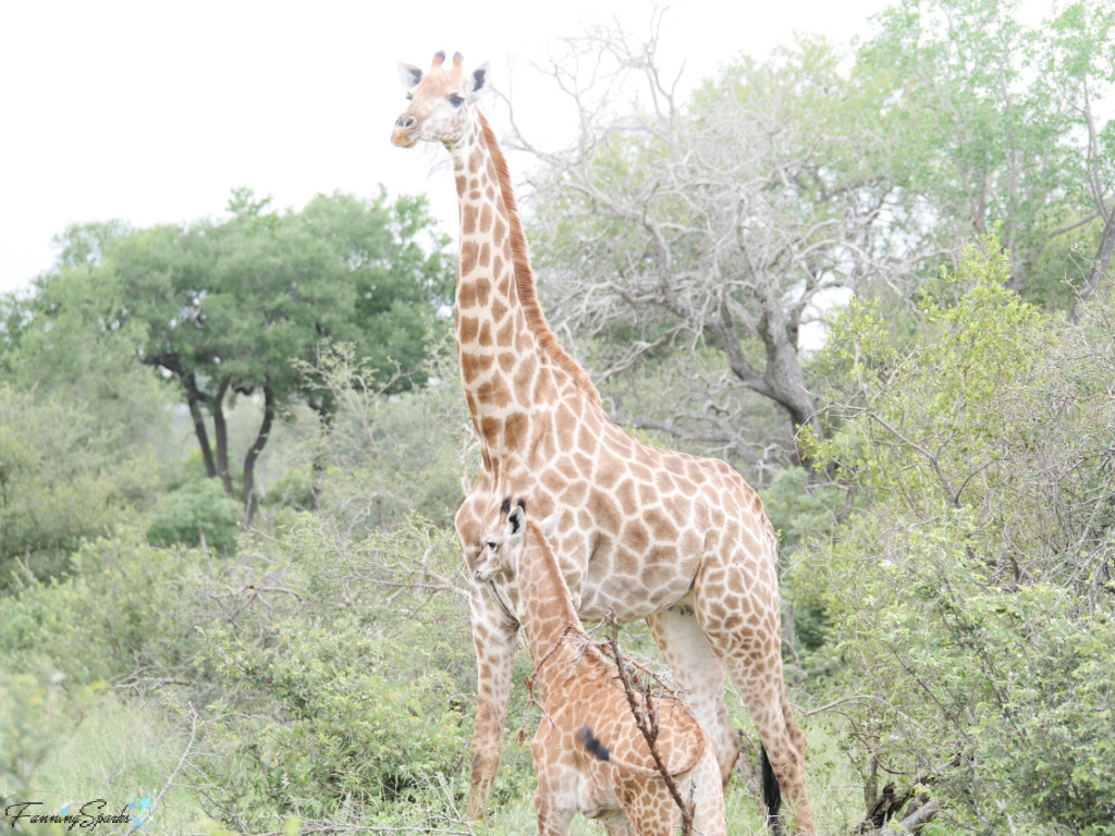 Giraffe Mother and Calf Standing Together   @FanningSparks