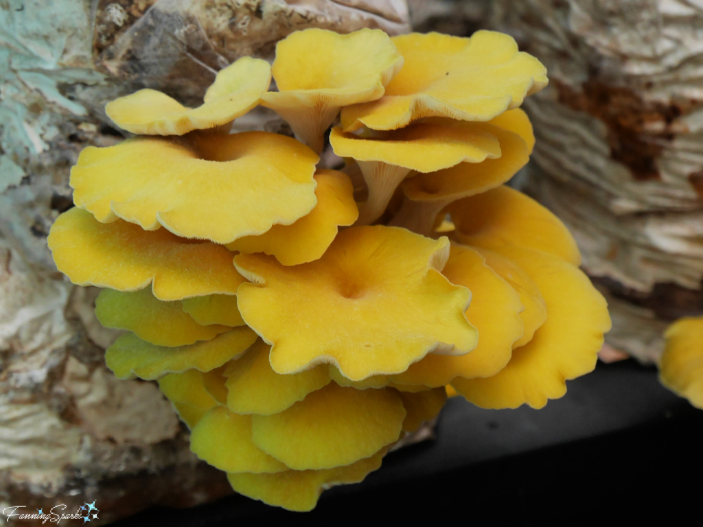 Golden Oyster Mushroom at Mushroom Mountain   @FanningSparks