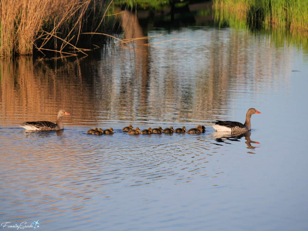 Graylag Goose Parents with Dozen Goslings Swimming Right   @FanningSparks