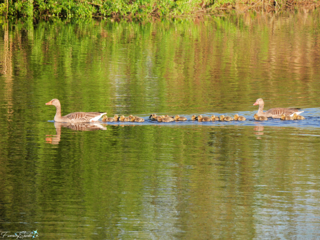 Graylag Goose Parents with Dozen Plus Goslings Swimming Left   @FanningSparks