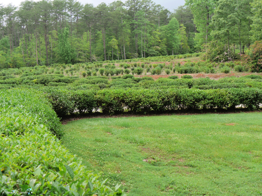 Hedge of Tea Shrubs at Table Rock Tea Company South Carolina   @FanningSparks