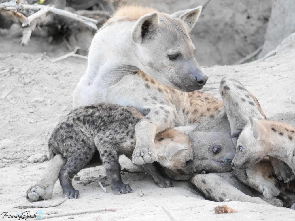 Hyena Mother Laying with Cubs Centered   @FanningSparks