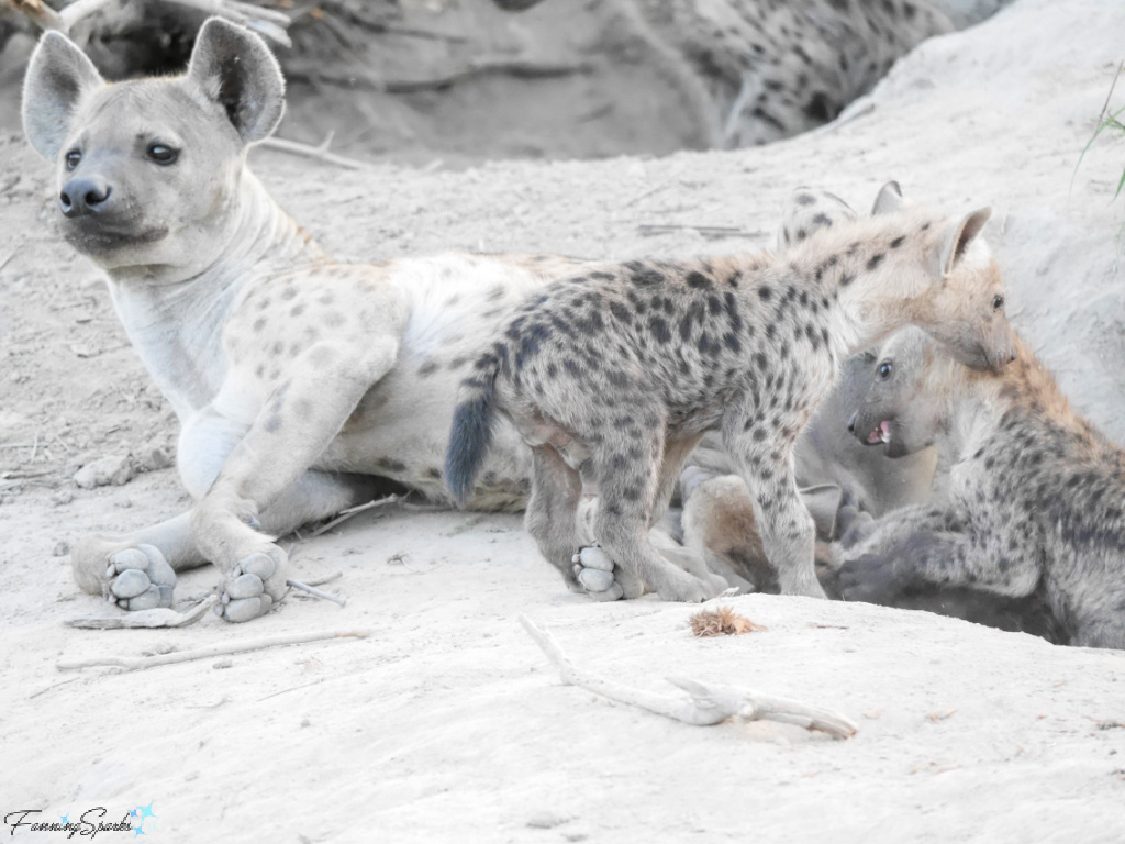 Hyena Mother Laying with Cubs   @FanningSparks