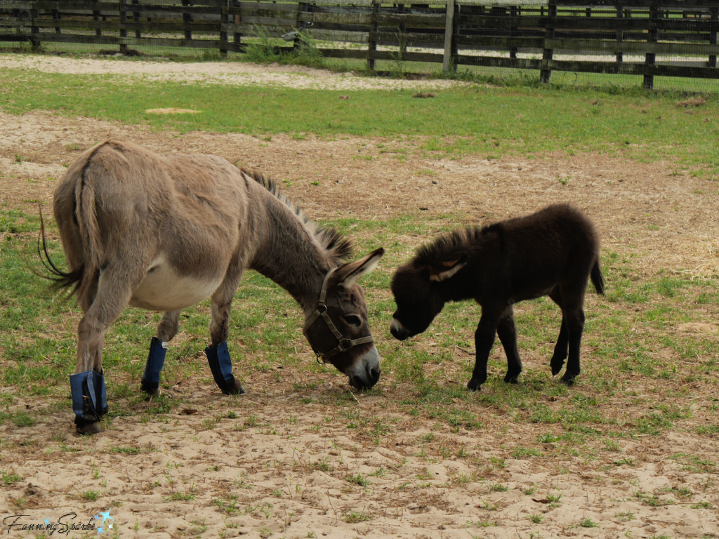 Miniature Donkey with Foal   @FanningSparks