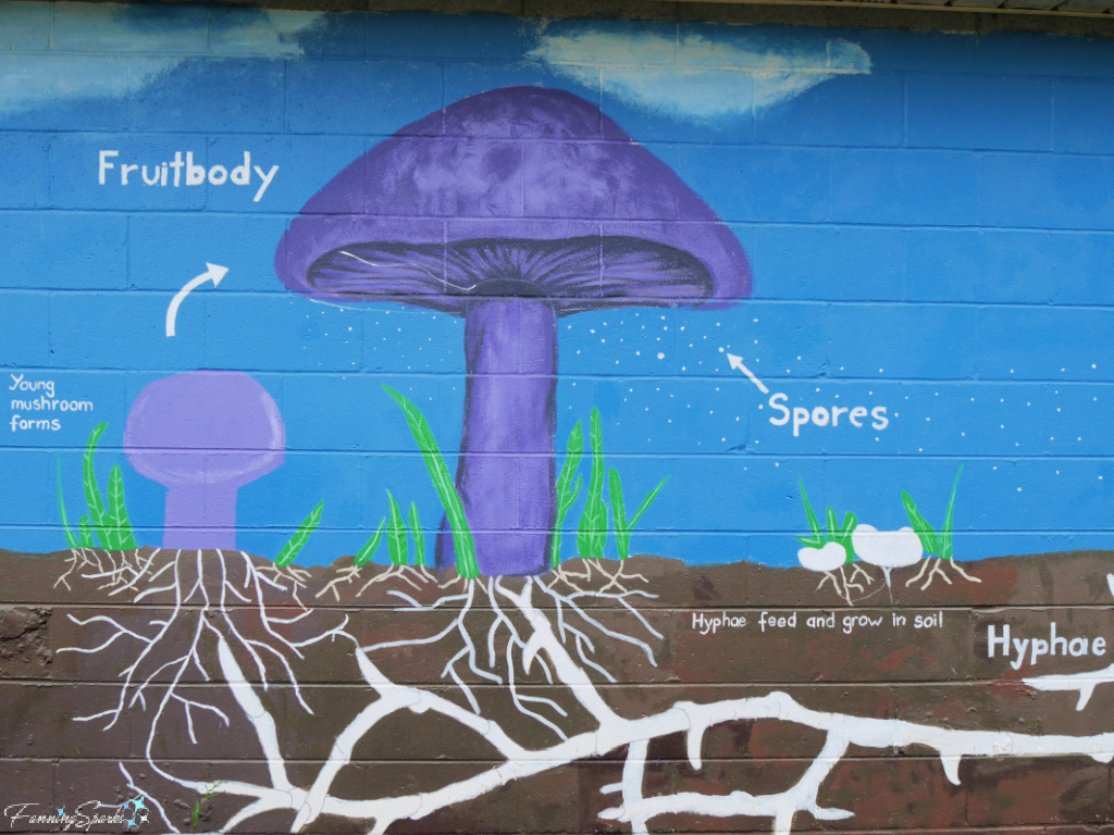 Mushroom Life Cycle Wall Mural at Mushroom Mountain   @FanningSparks