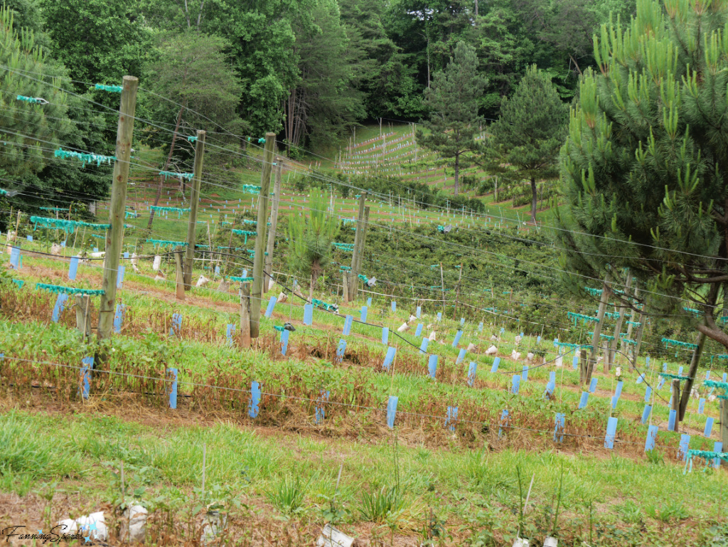 New Grape Plants on Hillsides at The Happy Berry   @FanningSparks