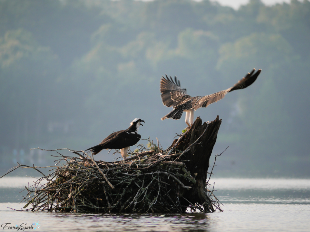 Osprey Mother Teaching Chick to Fly   @FanningSparks