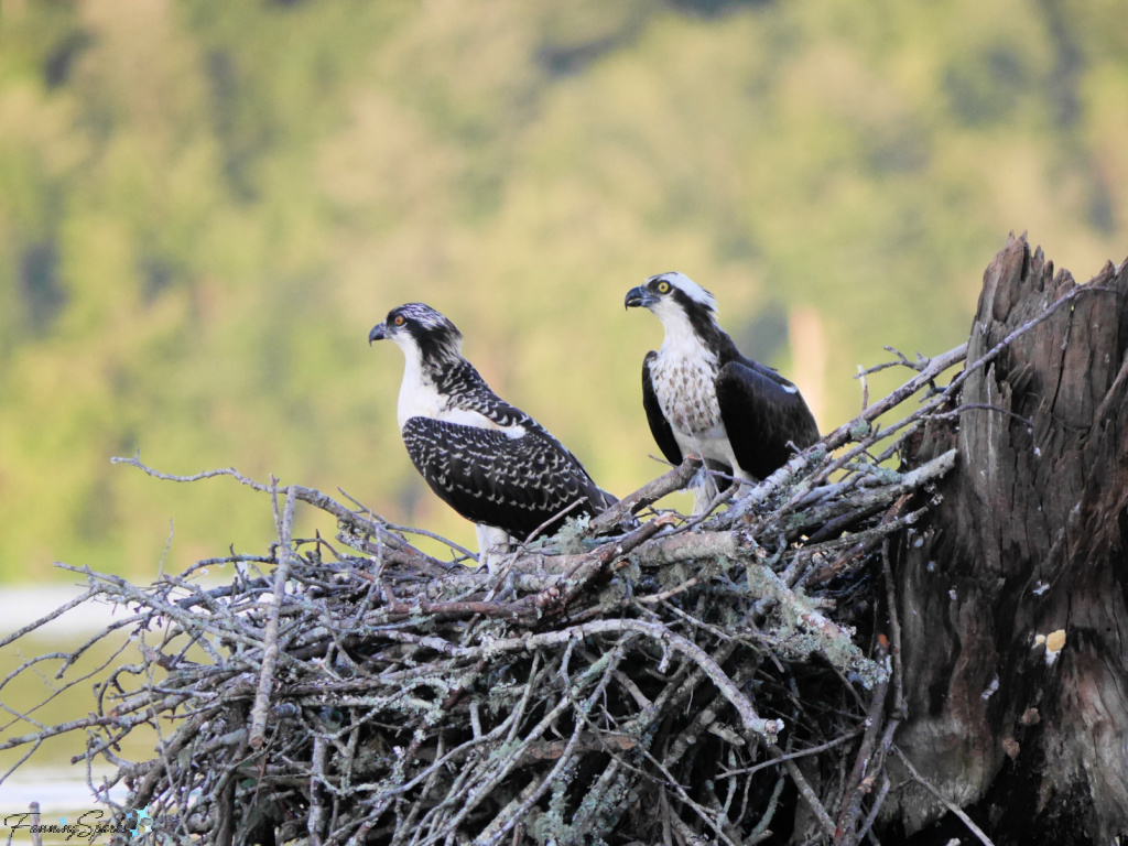 Osprey Mother with Chick Facing Left   @FanningSparks