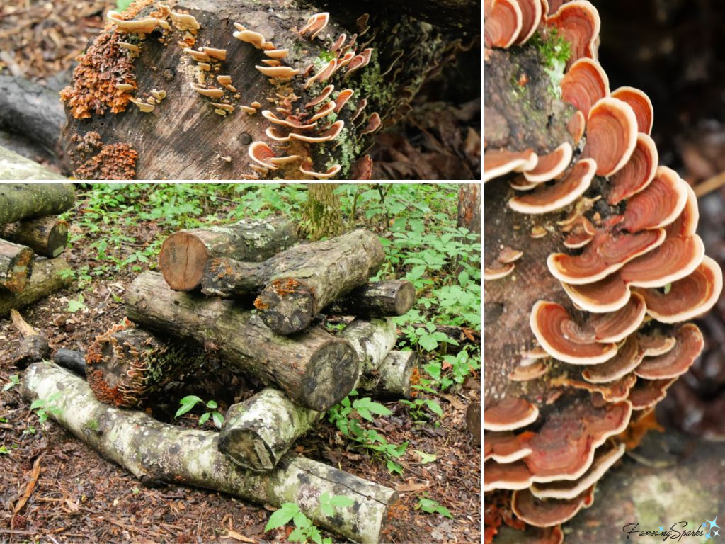 Parchment Fungi on Mushroom Trail at Mushroom Mountain   @FanningSparks