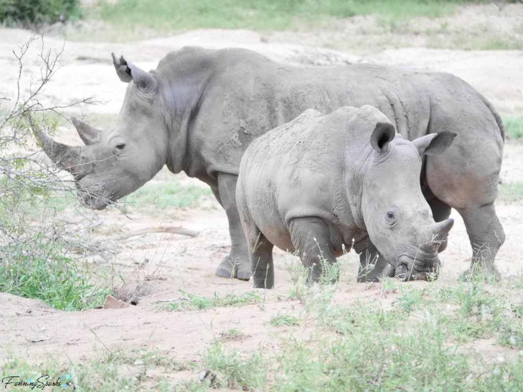 Rhinoceros Mother with Calf Facing Opposite Directions   @FanningSparks