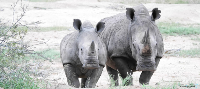 Rhinoceros Mother with Calf Head On @FanningSparks