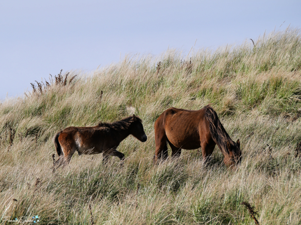 Sable Island Horse Mare and Foal   @FanningSparks
