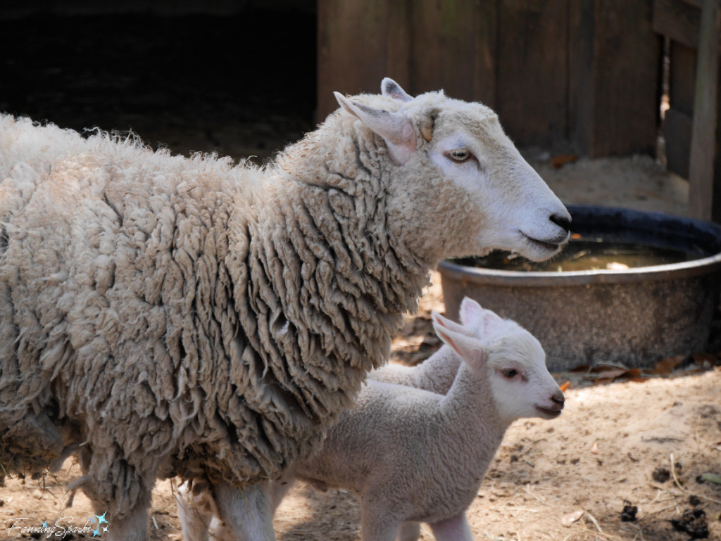 Sheep Mother with Lambs Looking Right   @FanningSparks