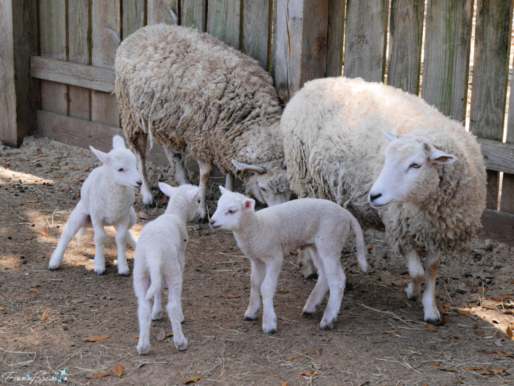 Sheep Mothers with Three Lambs   @FanningSparks