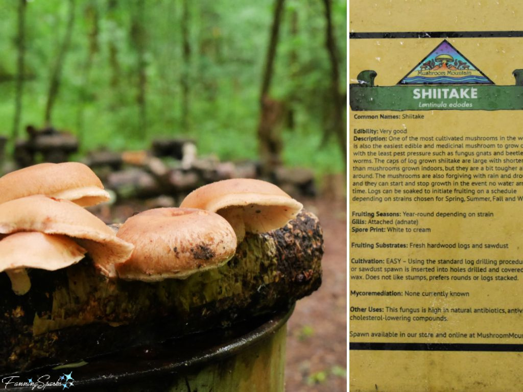 Shiitake on Mushroom Trail at Mushroom Mountain   @FanningSparks