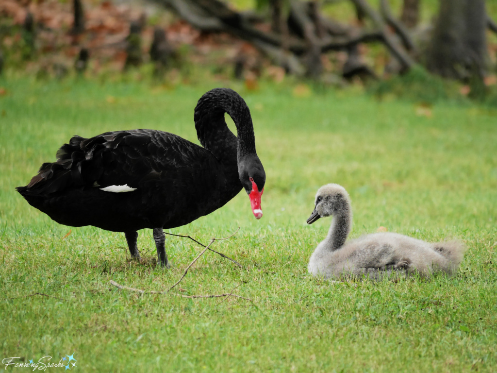Swan Mother and Cygnet Facing   @FanningSparks