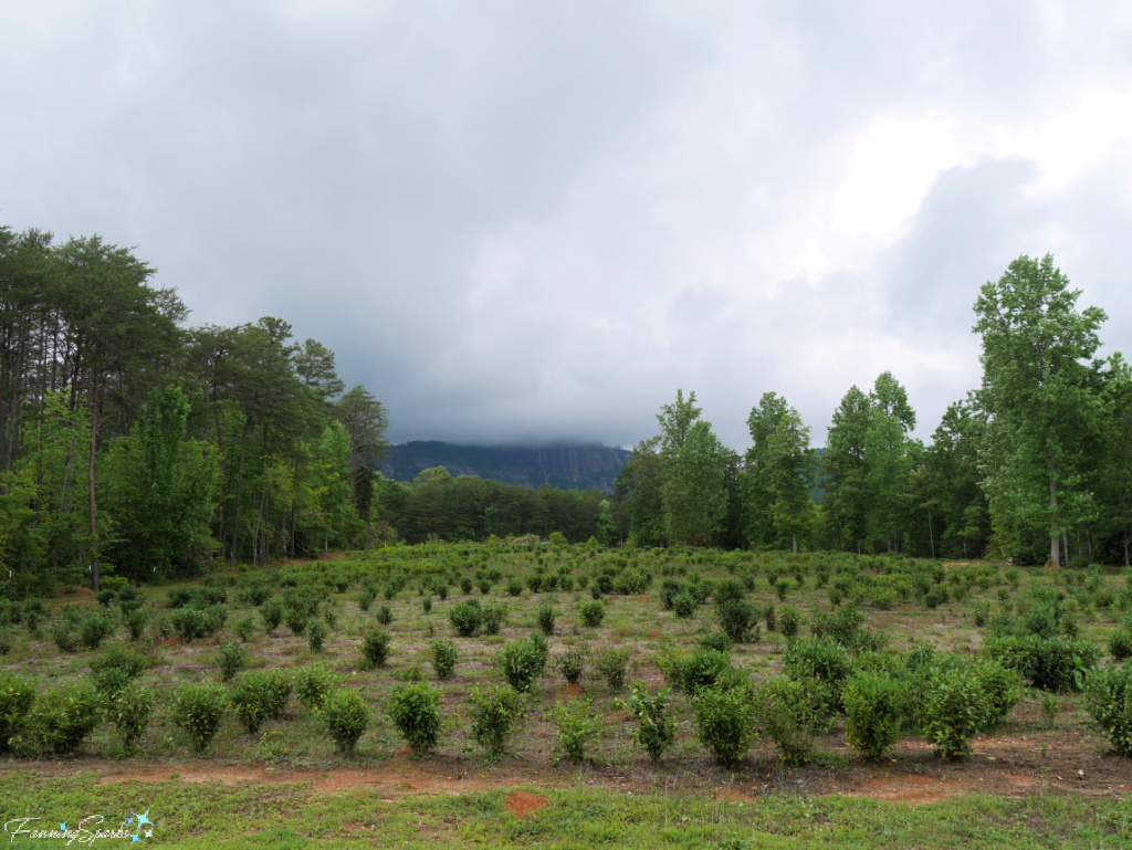 Tea Shrubs in Front of Table Rock Mountain in South Carolina   @FanningSparks