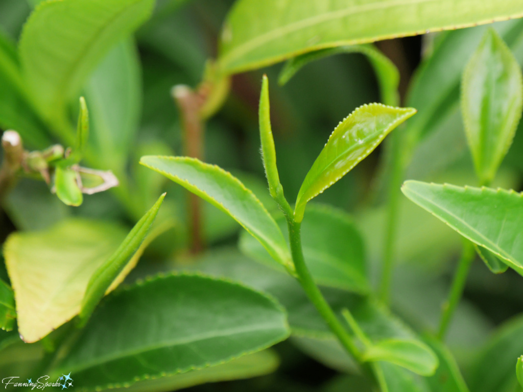 Two Leaves and a Bud Ready to Pick at Table Rock Tea Company   @FanningSparks