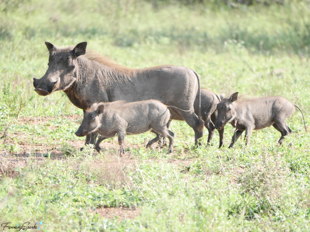 Warthog Mother with Piglets   @FanningSparks
