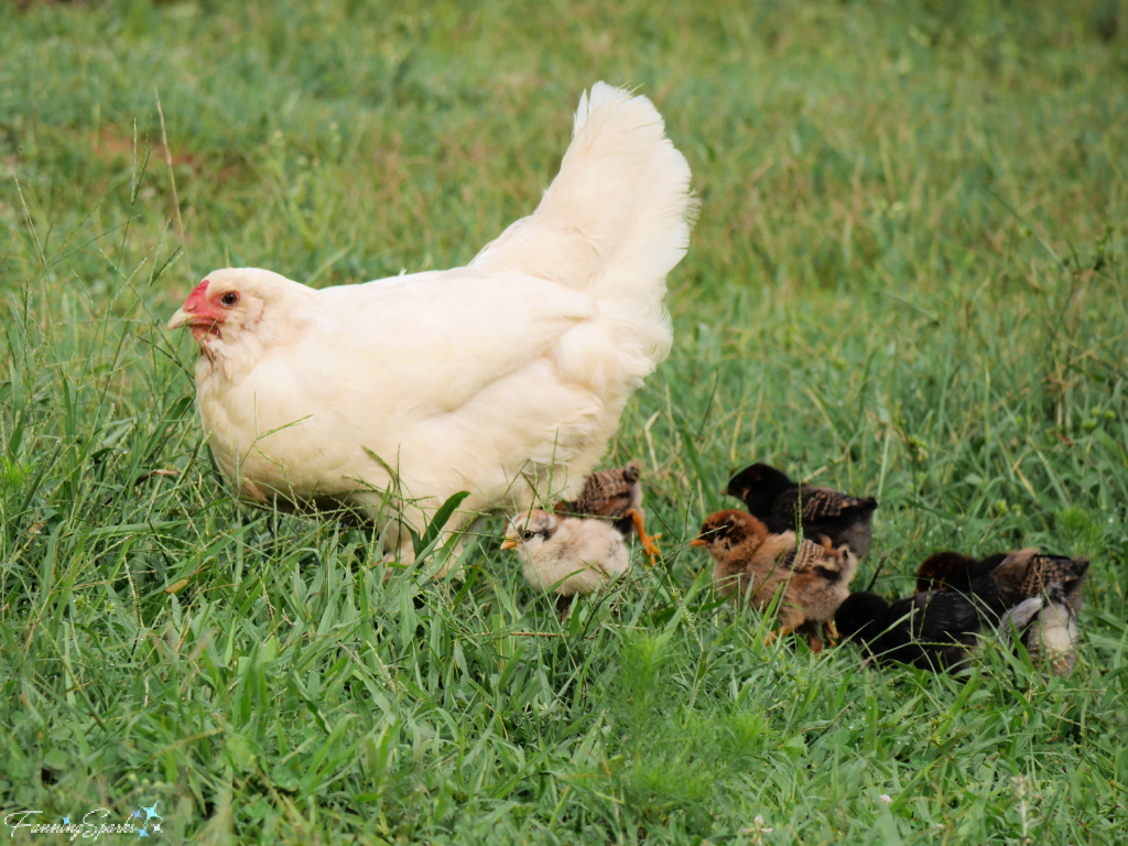 White Chicken with Brood of Chicks   @FanningSparks